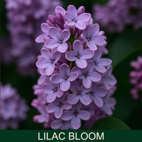 Lilac Bloom Miris za sveće